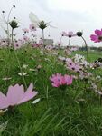鲜花