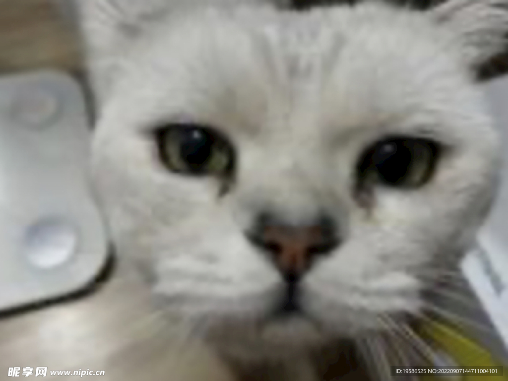 猫咪