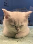 睡觉猫