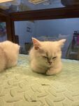 睡觉小猫咪