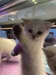 猫咪