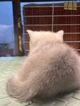 小猫背影