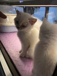 可爱的小猫