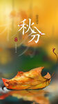 秋分创意简约海报