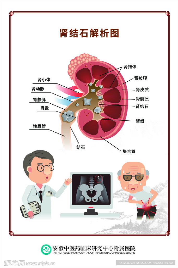 肾脏科海报