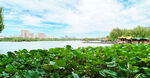 大明湖摄影