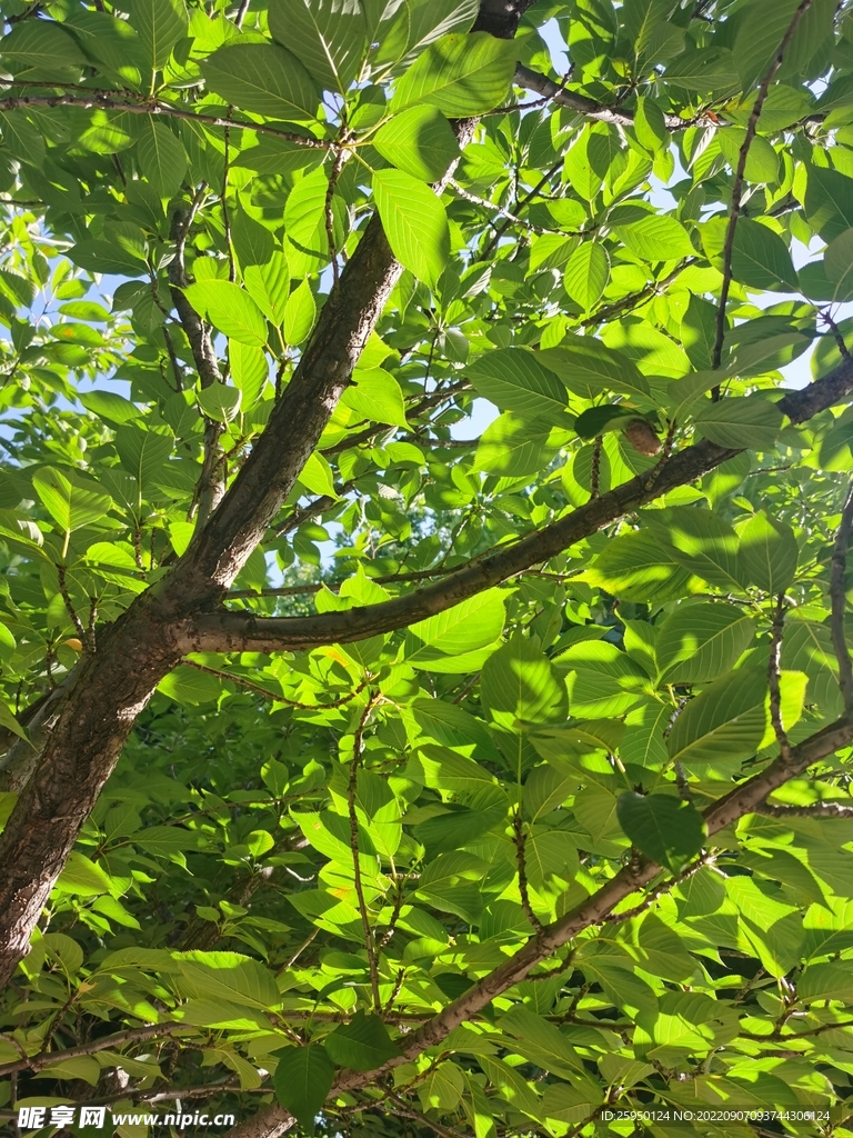 樱花树