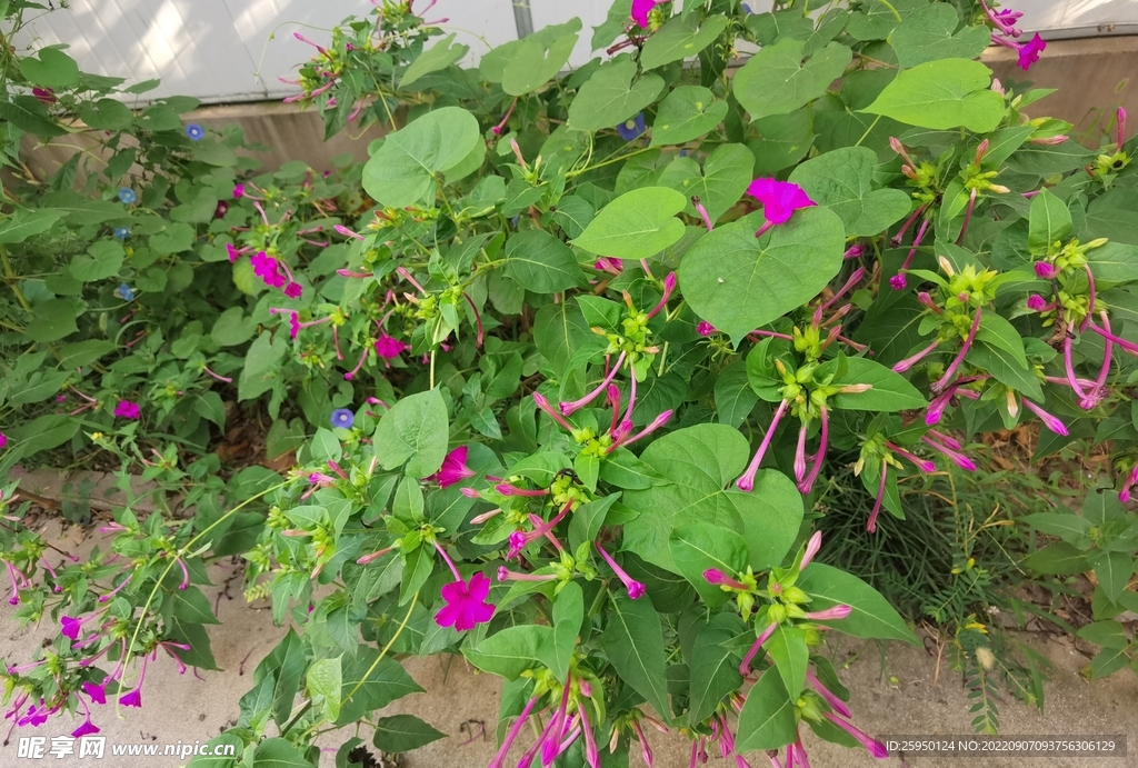 紫茉莉