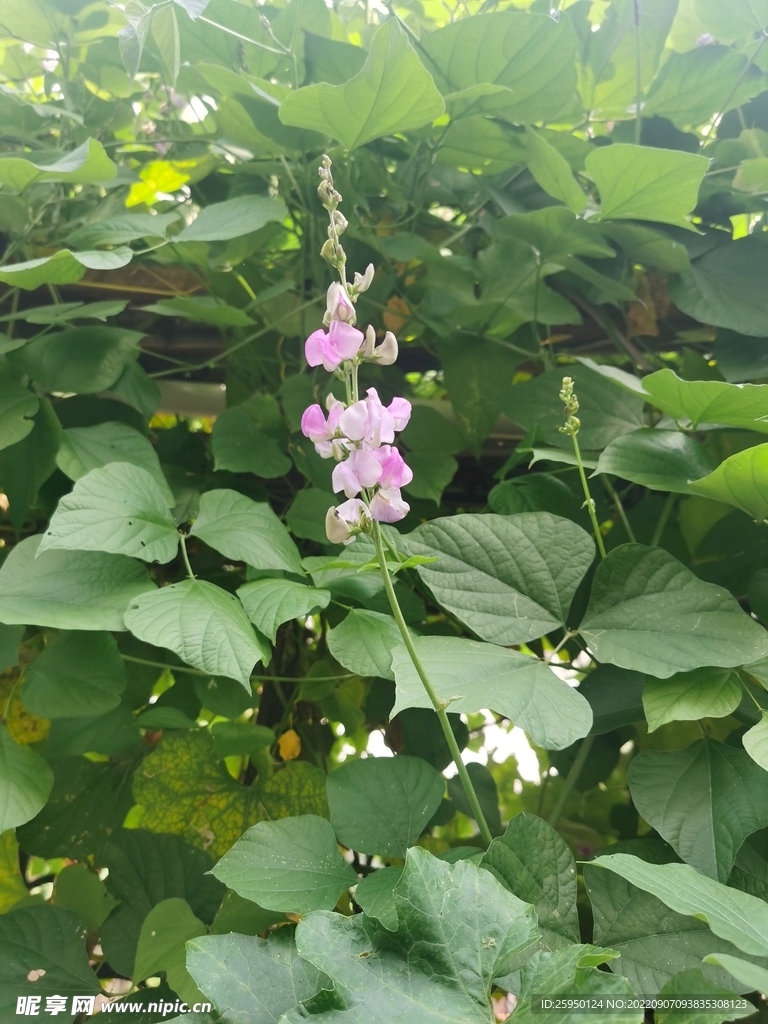 扁豆花