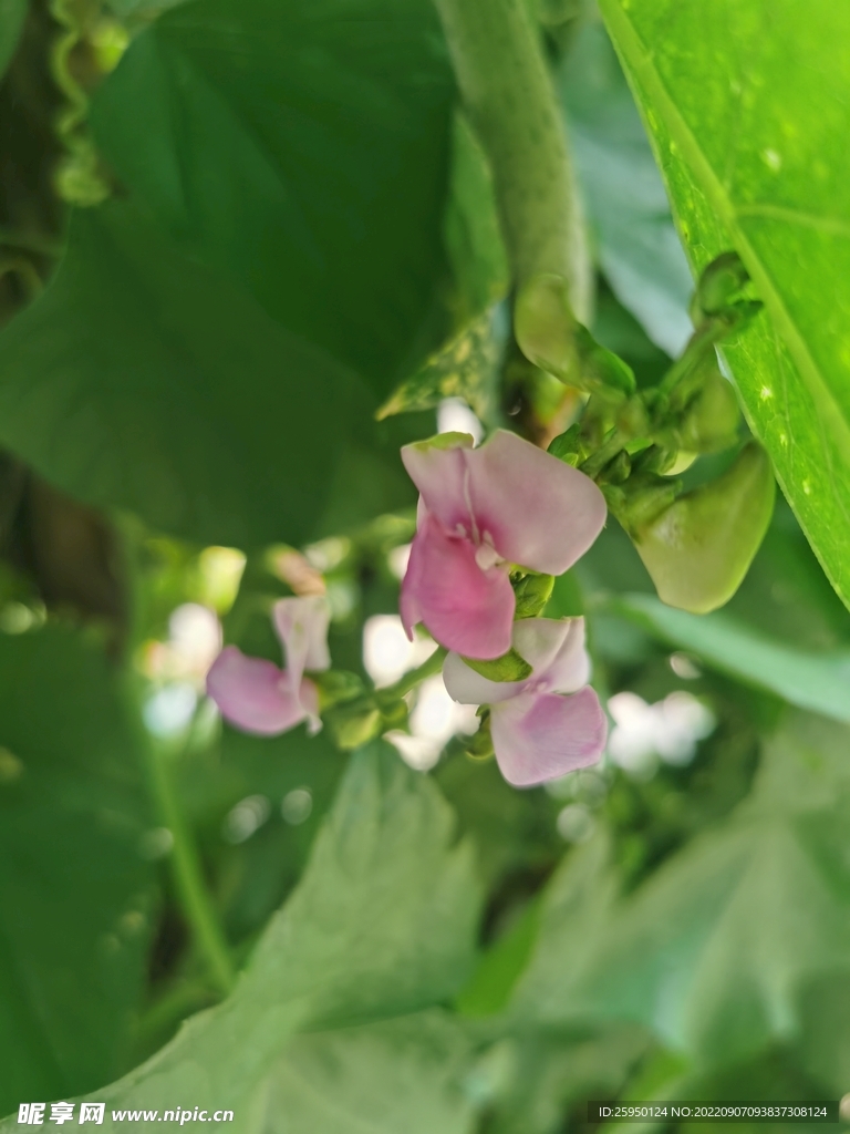 扁豆花