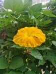 丝瓜花