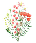 水彩花卉