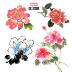 牡丹花