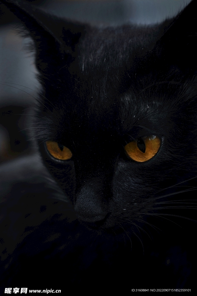 黑猫凝视