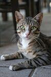 凝视的猫