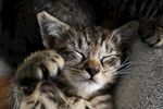 睡梦中的猫