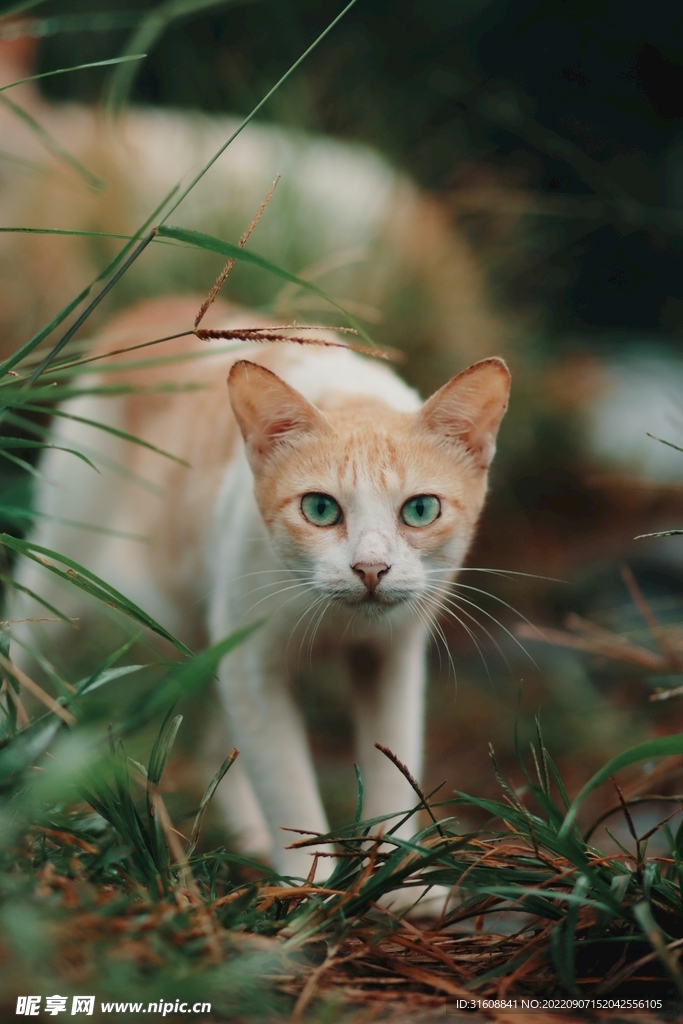 野外小猫