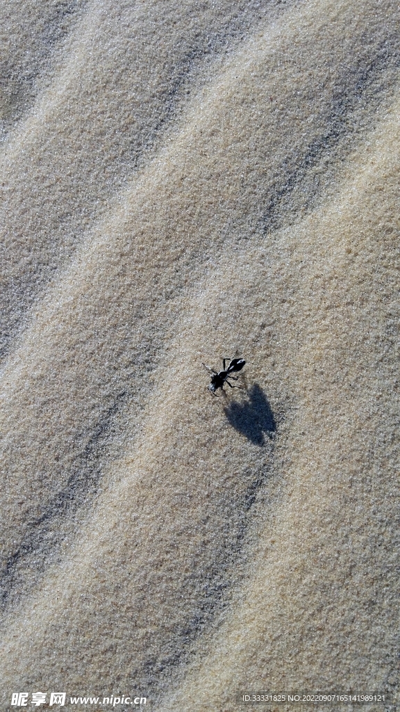 沙漠