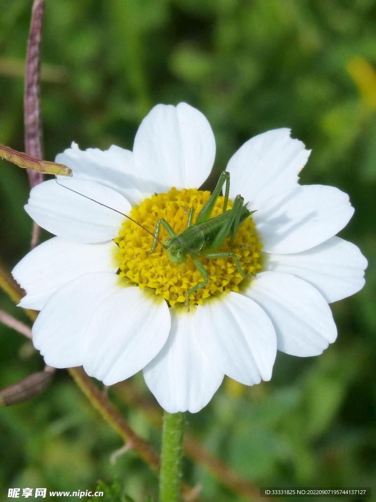 雏菊