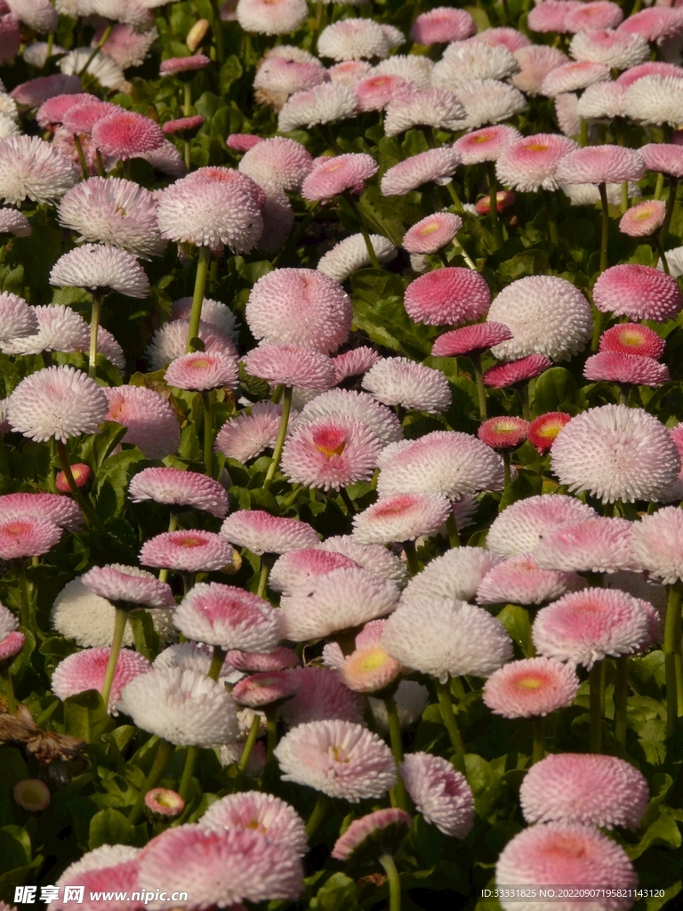 雏菊