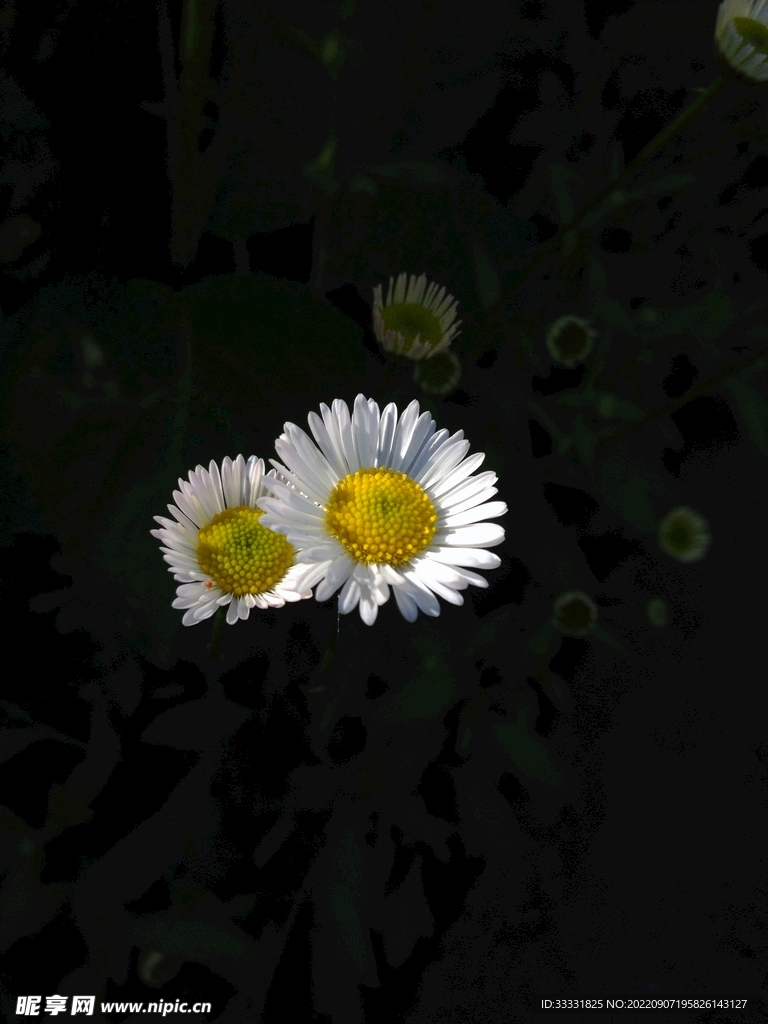 雏菊
