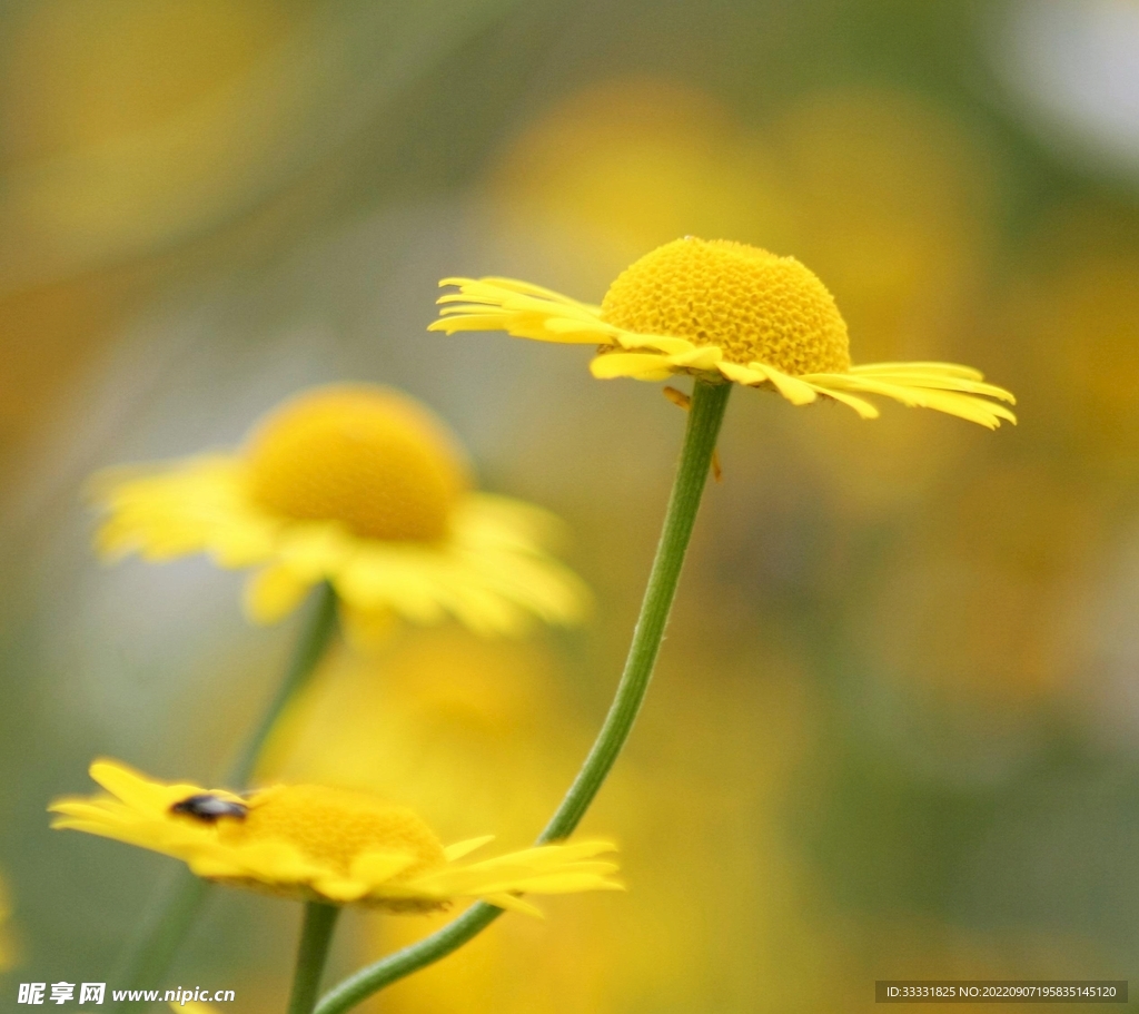 雏菊
