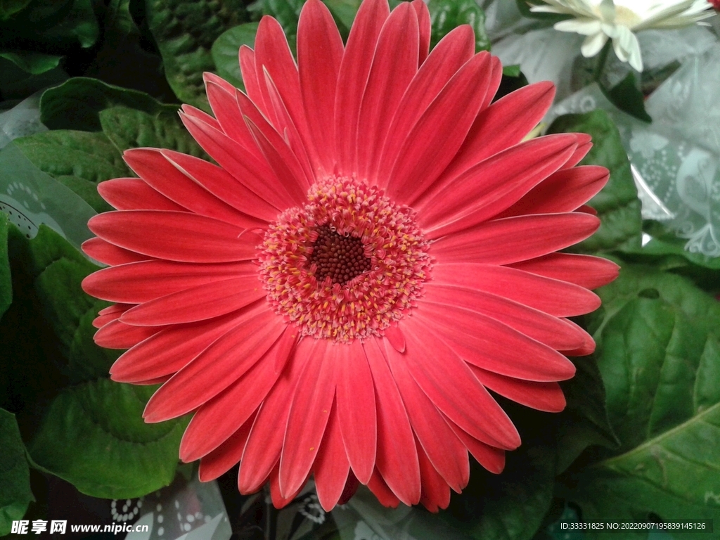 雏菊