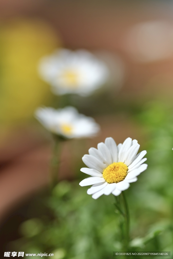 雏菊