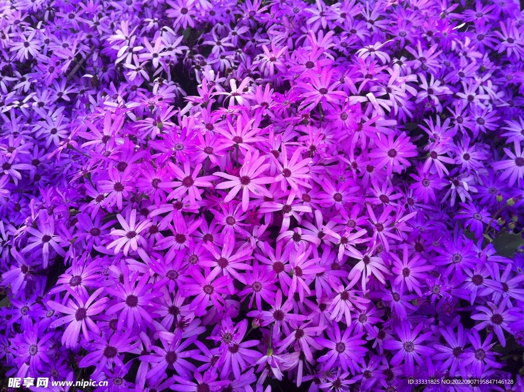 雏菊