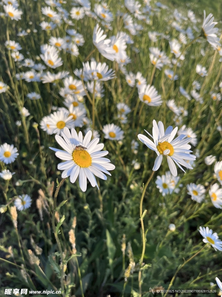 雏菊
