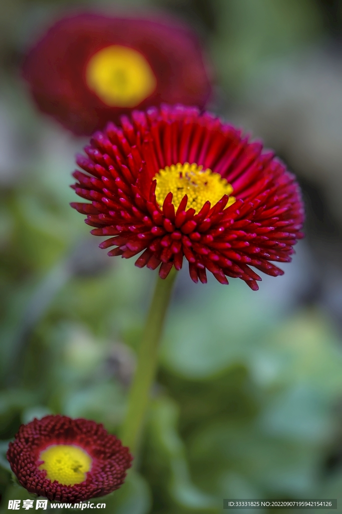 雏菊