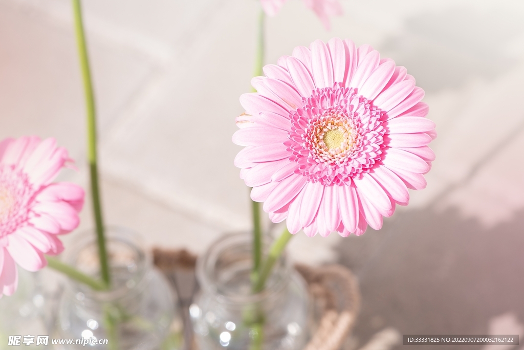 雏菊