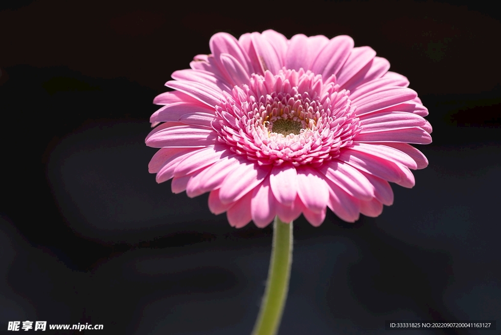 雏菊