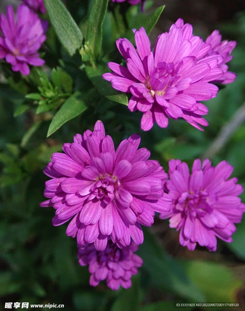 雏菊