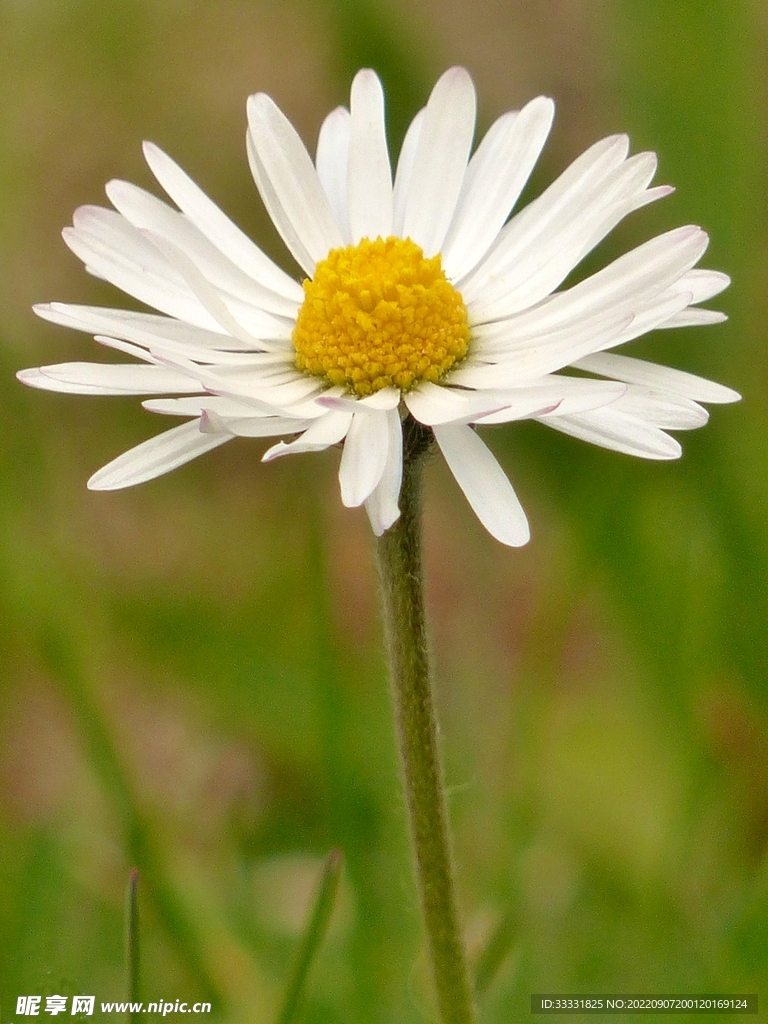 雏菊