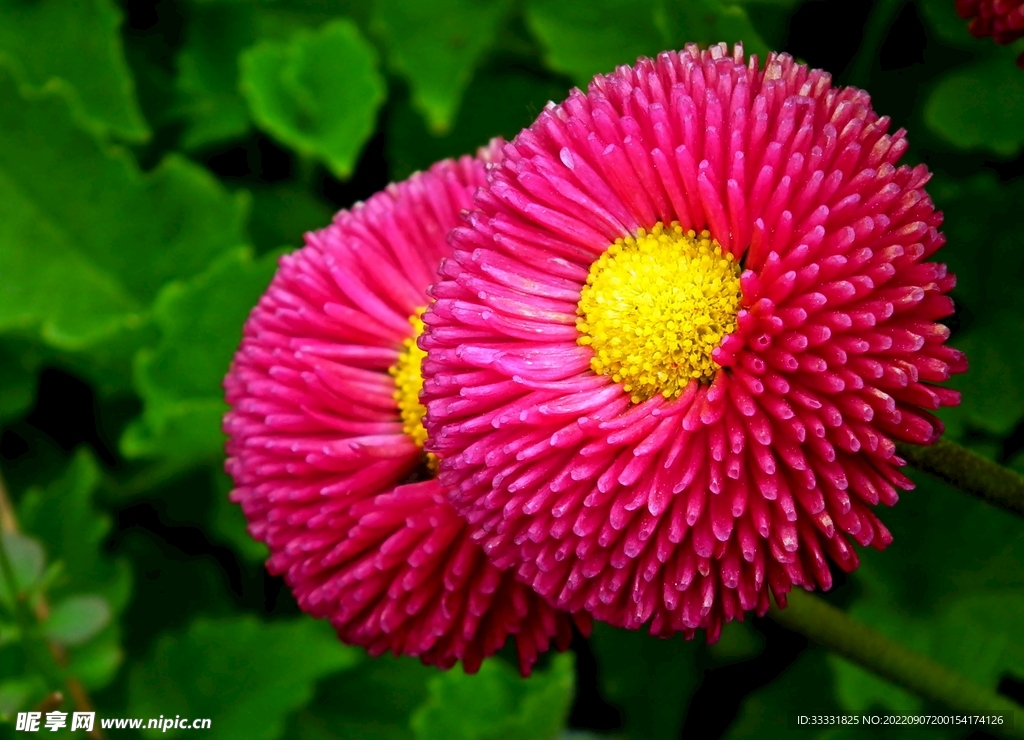 雏菊