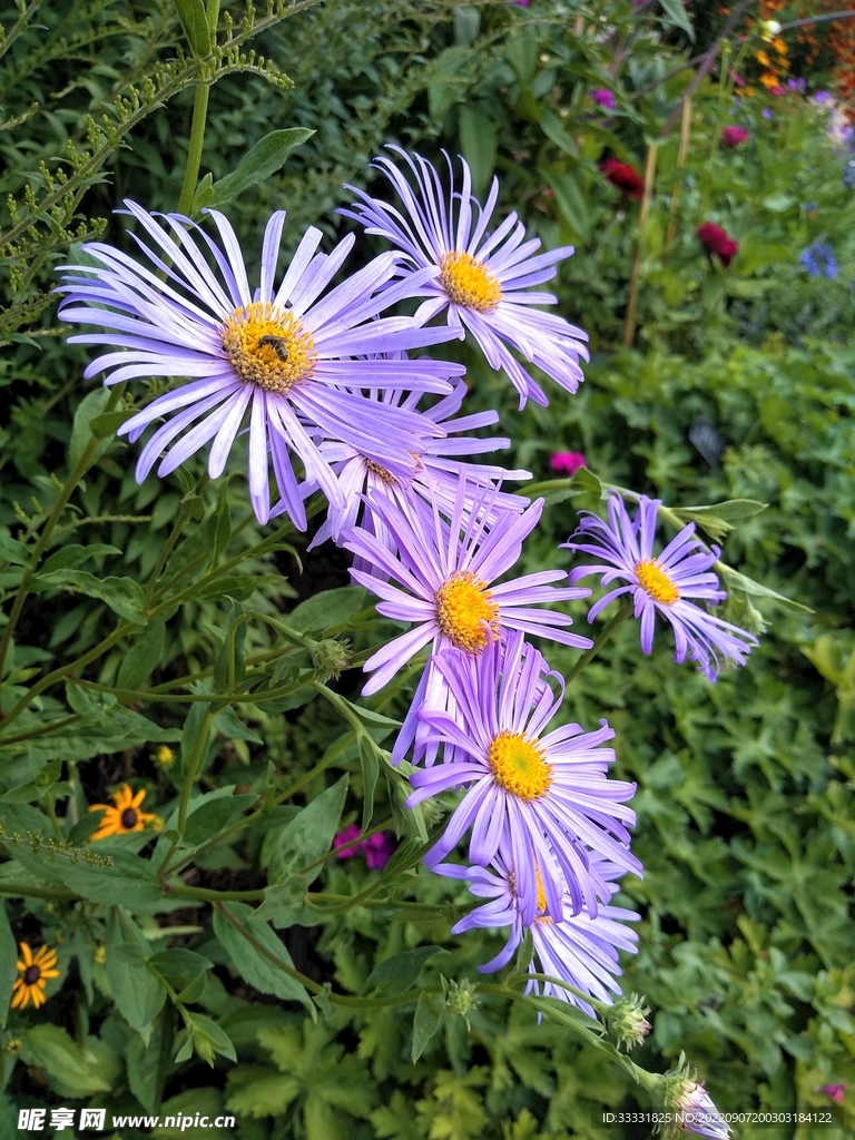 雏菊