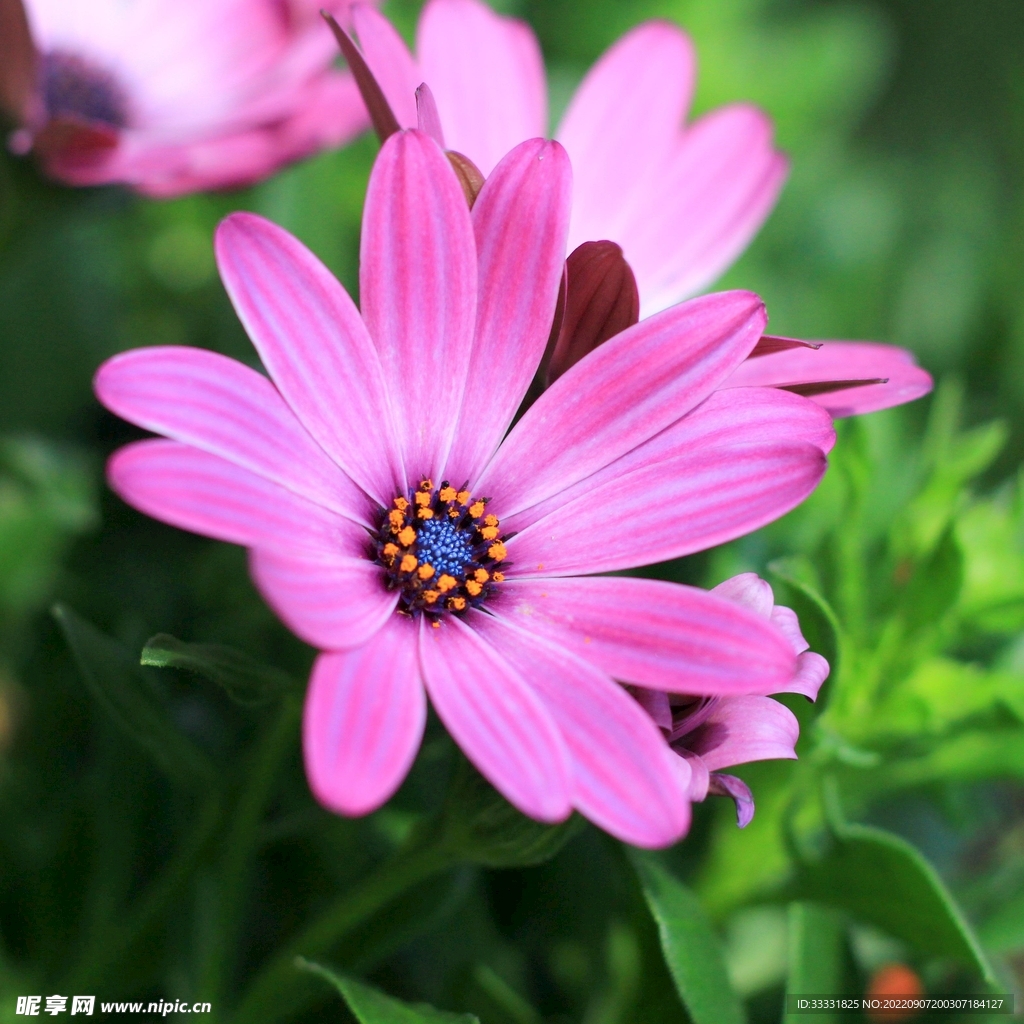 雏菊