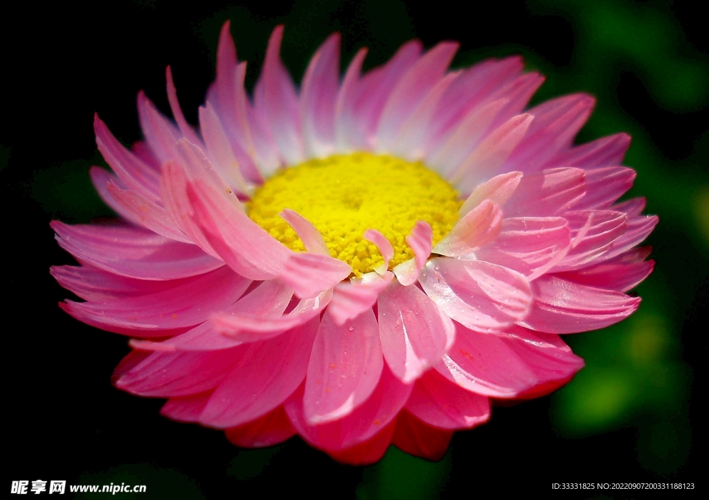 雏菊