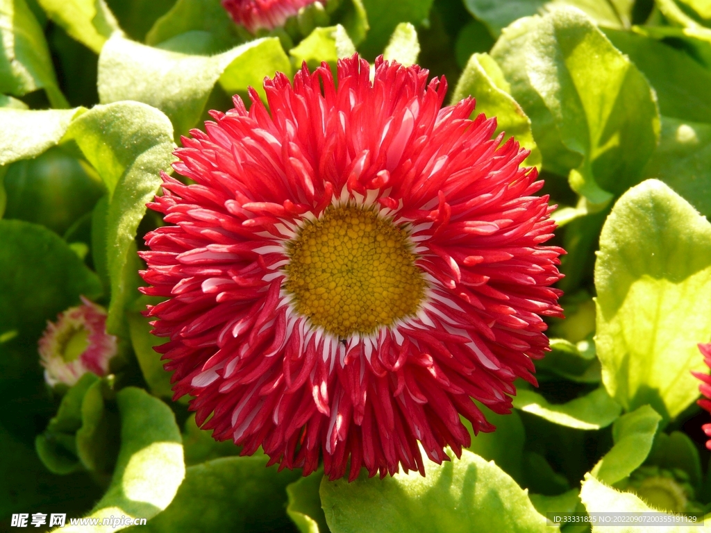 雏菊