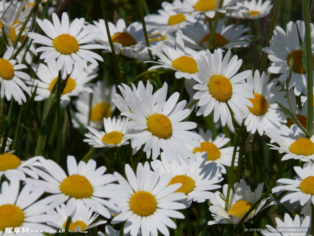 雏菊