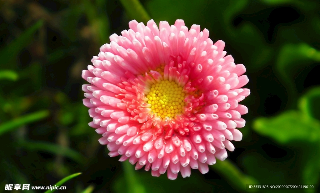 雏菊