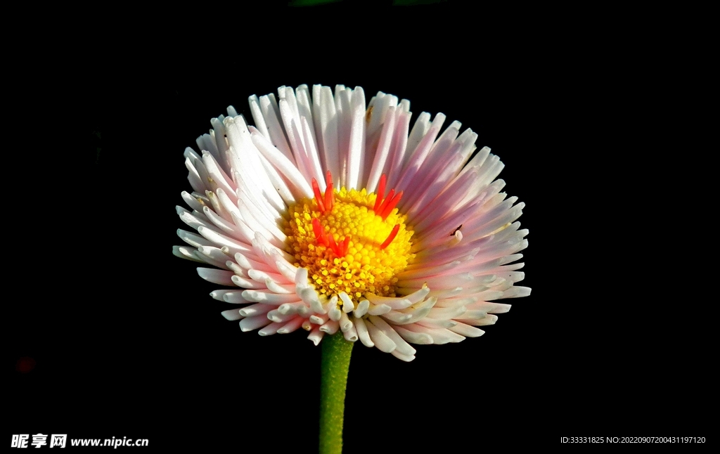 雏菊