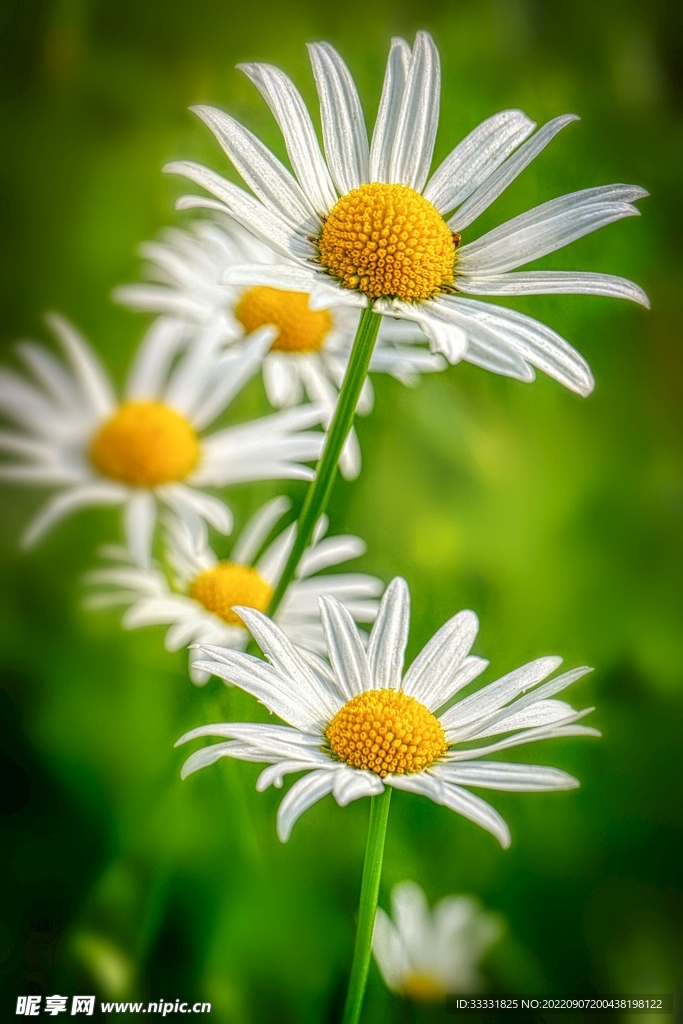 雏菊