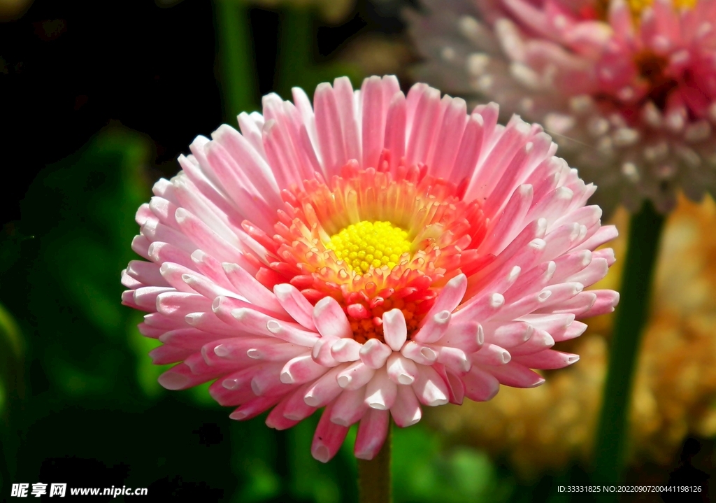 雏菊