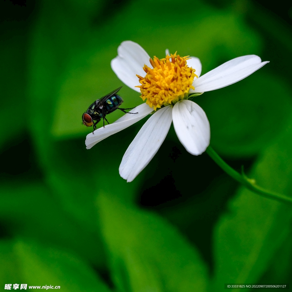 雏菊