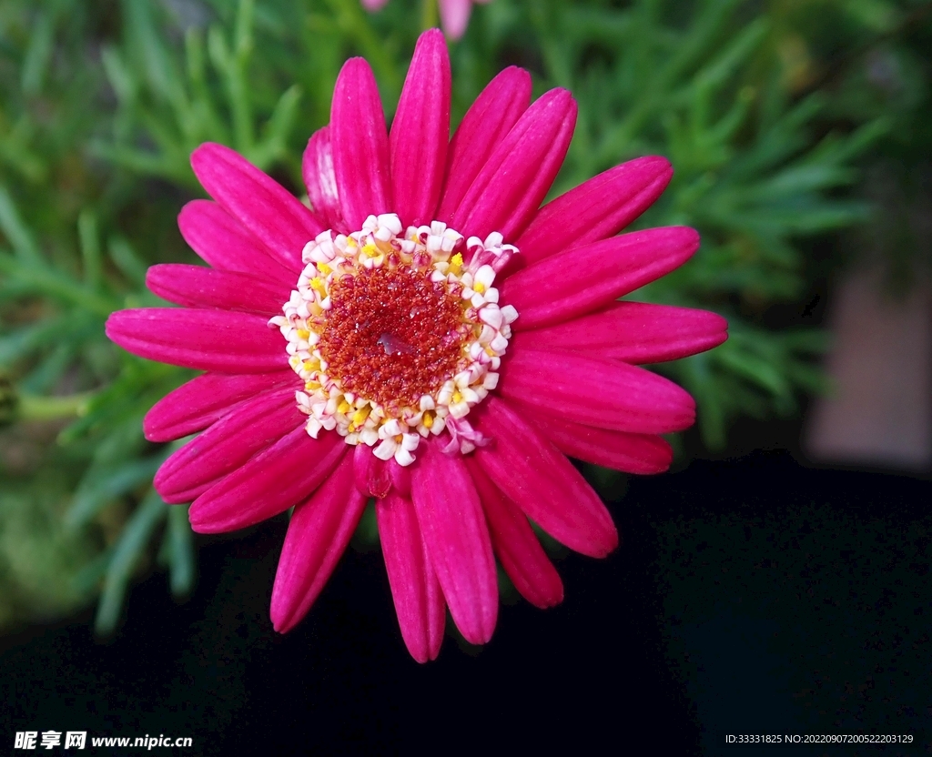 雏菊
