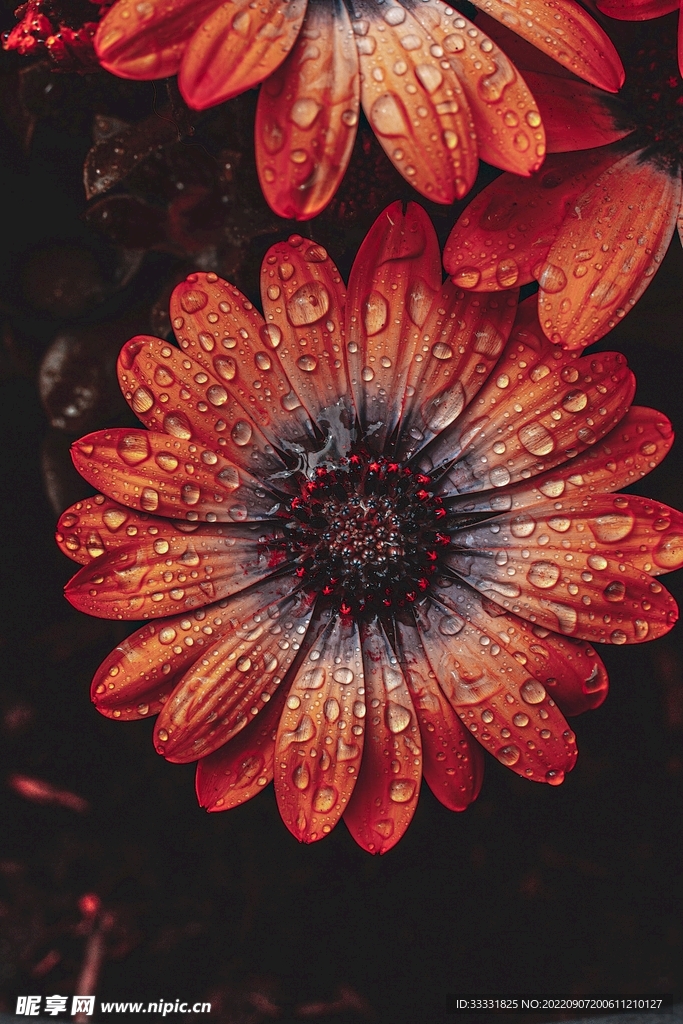 雏菊摄影图__花草_生物世界_摄影图库_昵图网nipic.com