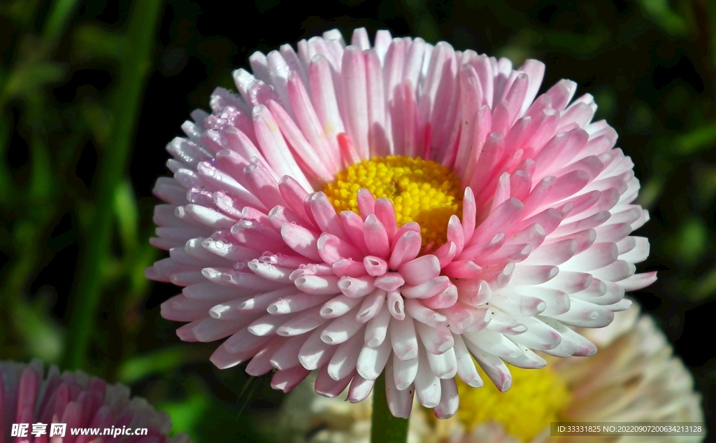 雏菊