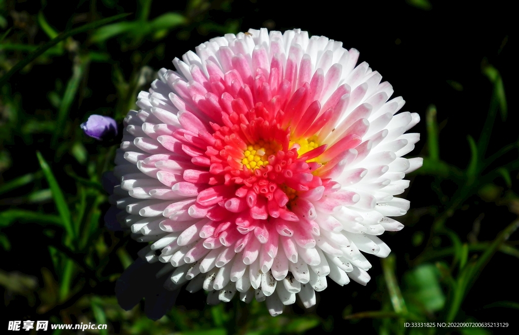 雏菊